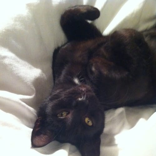 No photo for Ebony