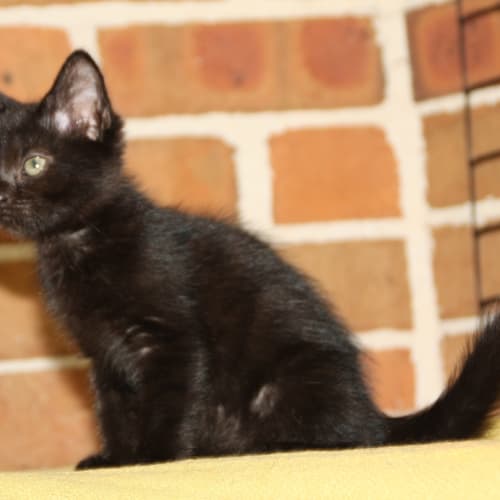 No photo for Jett (Jett Black Kitten)