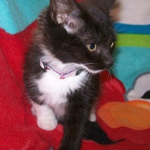 No photo for Pipi Longstocking *Adoption Day17/3/2013*