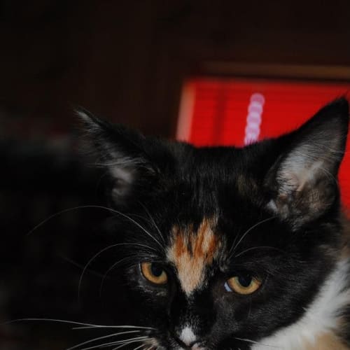 No photo for Hermoine