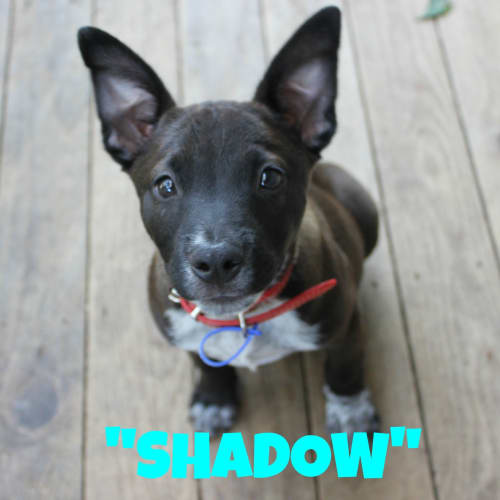 Shadow (3) (On Trial 13/5/13)