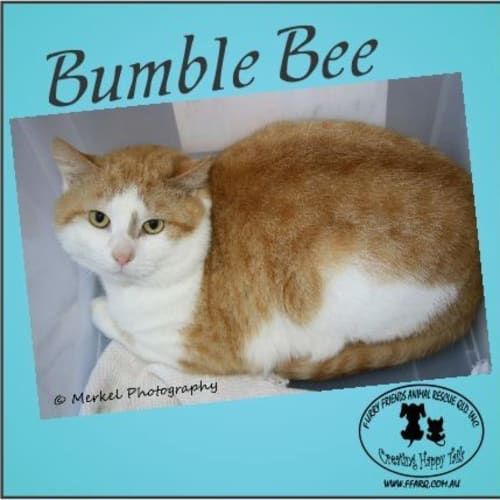No photo for Bumble Bee