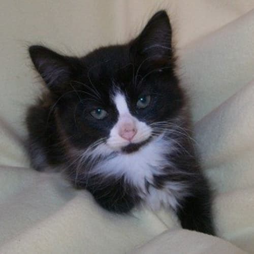 No photo for Muffin * Adoption Day 23/3/2013*