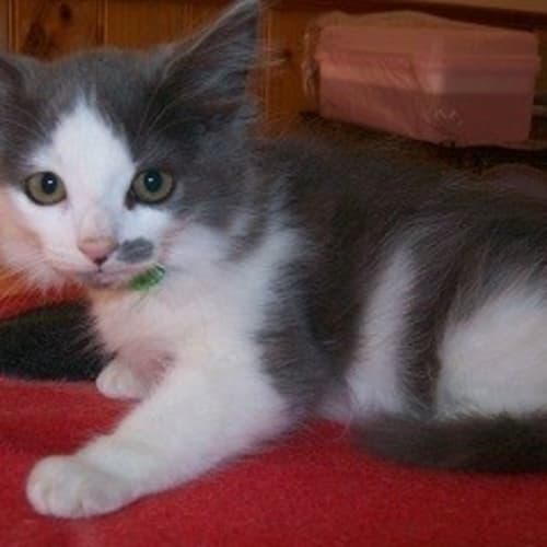 No photo for Milli  **Adoption Day Sun 14/04/13** 