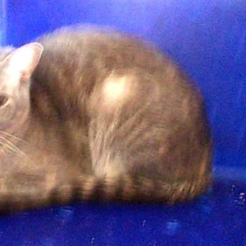 No photo for Shadow