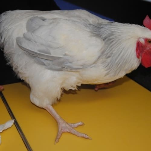 No photo for Big Bird