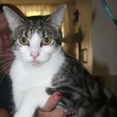 No photo for Princess (Pets Domain)