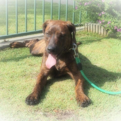 Sookie (On Trial 28/3/13)