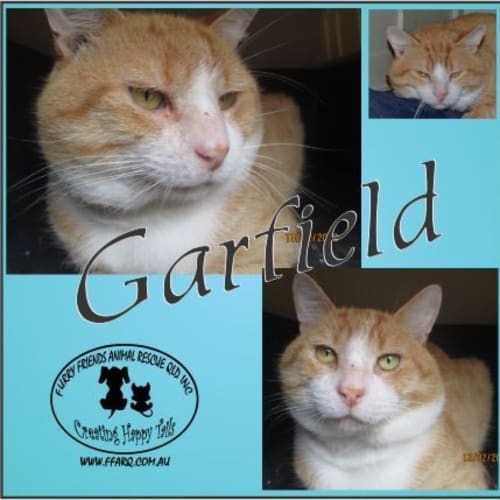 No photo for Garfield