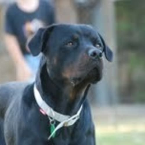 No photo for Aria  ... Rottie 