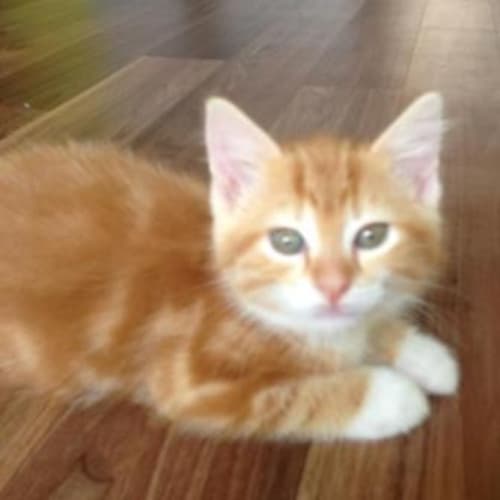 No photo for Ginger