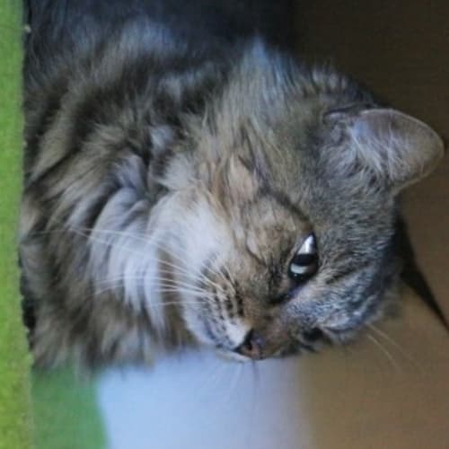 No photo for Josephine