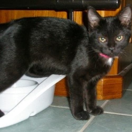 No photo for Black Caviar *Adoption Day 17/3/2013*