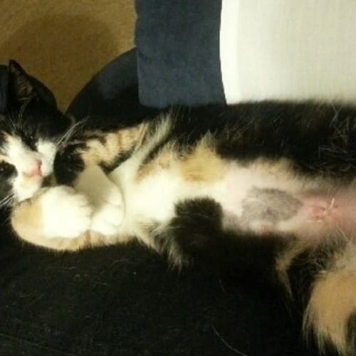 No photo for Tilly On Trial With Her New Family.