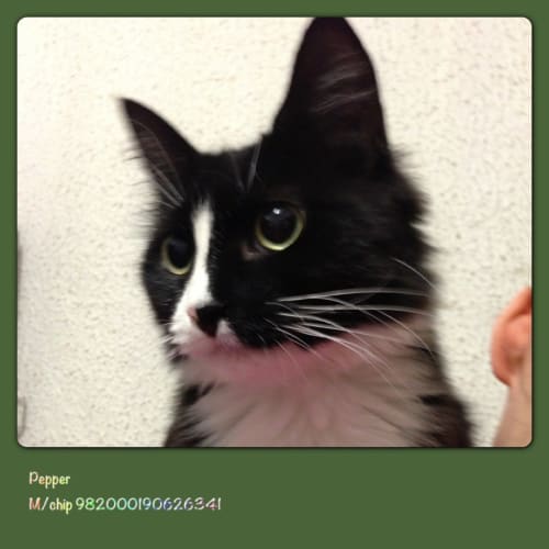 No photo for Pepper