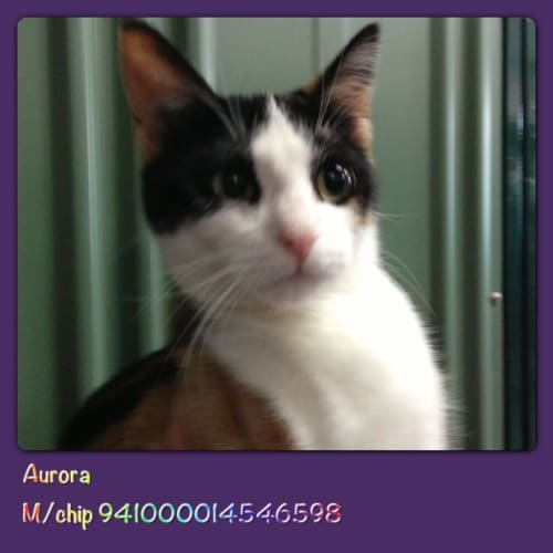 No photo for Aurora