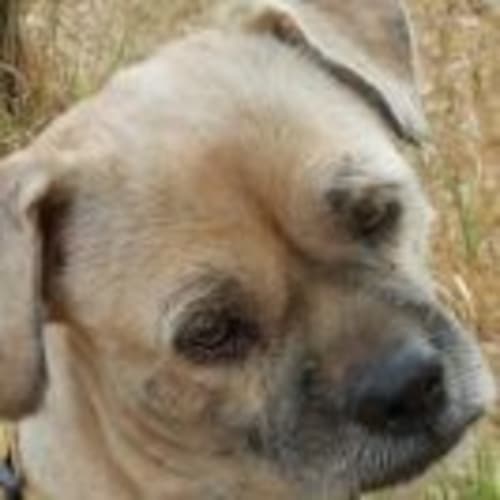 No photo for Chewy