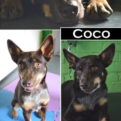 No photo for Coco