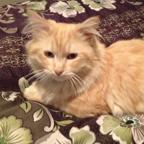 No photo for Garfield