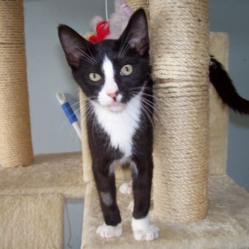 No photo for Savannah (Pets Domain)