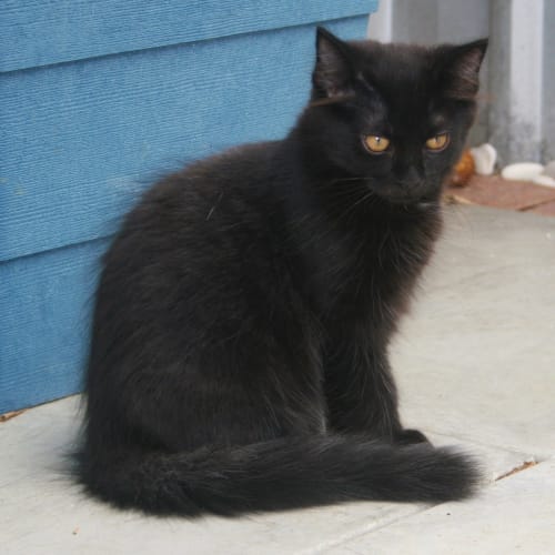 No photo for Fergus **On Trial In My New Home**