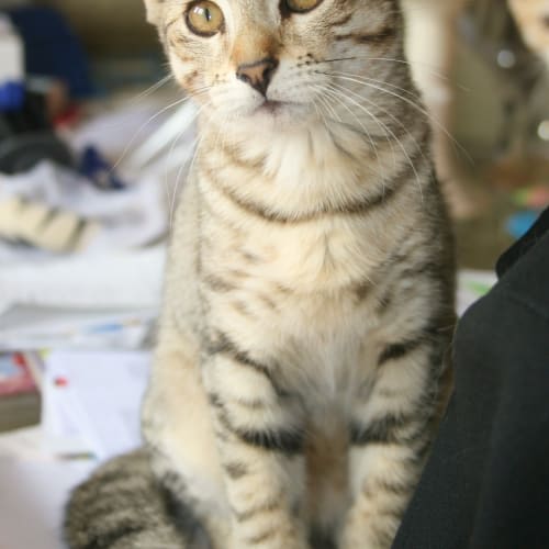 No photo for Sarah*Adoption Pending*
