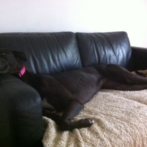 No photo for Gypsy   On Hold