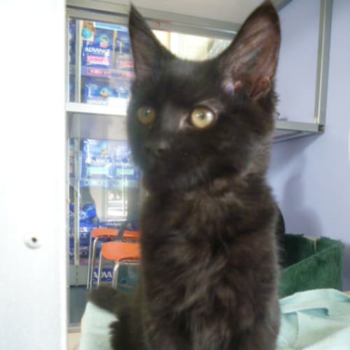 No photo for Beautiful Female Kitten