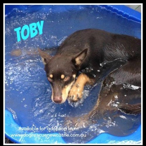 Toby (On Trial 23/3/13)