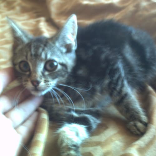 No photo for Findling Looking For Foster Care