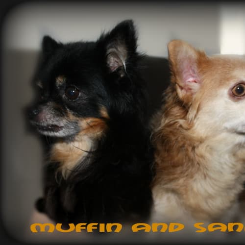 No photo for Muffin & Sandy