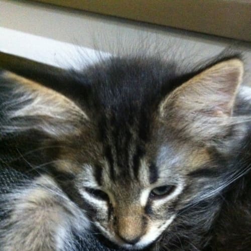 No photo for Percy