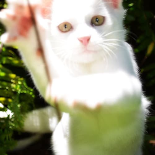 No photo for Casper