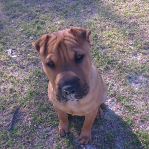 No photo for *On Trial* Roxy