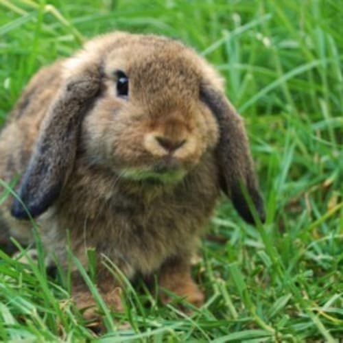 Bailee - Desexed and Vaccinated