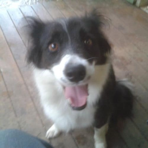 No photo for Pippa