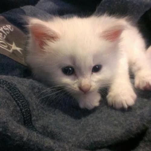Kimba