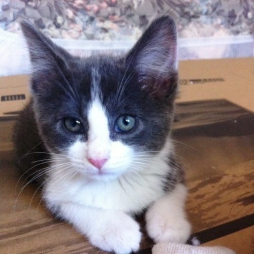 No photo for Leo   Adoption Pending