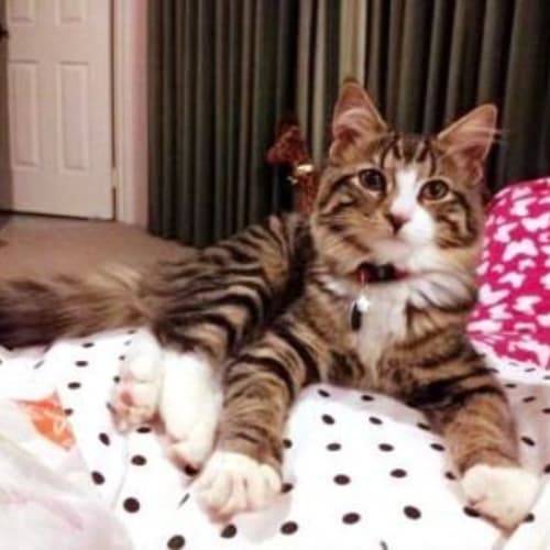 No photo for Missy   Adoption Pending