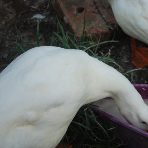 No photo for Daffy And Donald