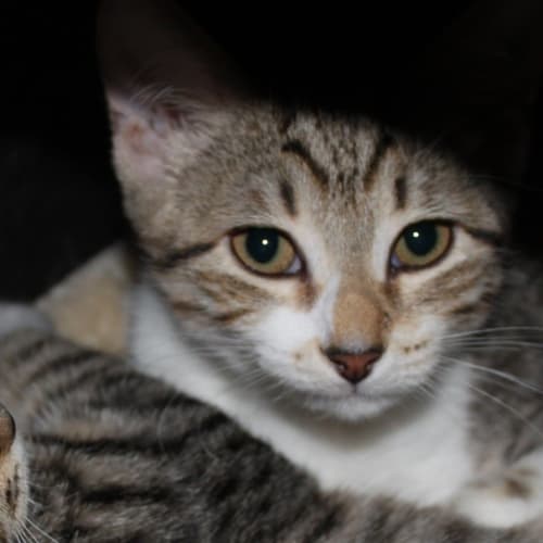 No photo for Fluffy The Kitten Purrfect Match Cat Adoptions