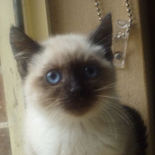 No photo for Siamese And Burmese X Kittens