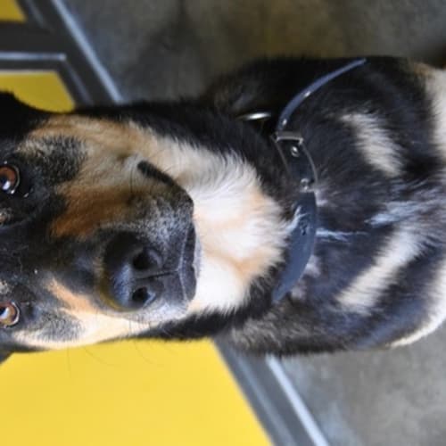 No photo for Chief
