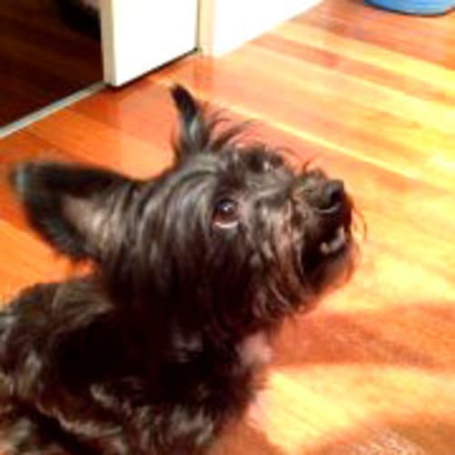 No photo for Pippa