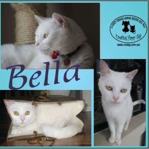 No photo for Bella