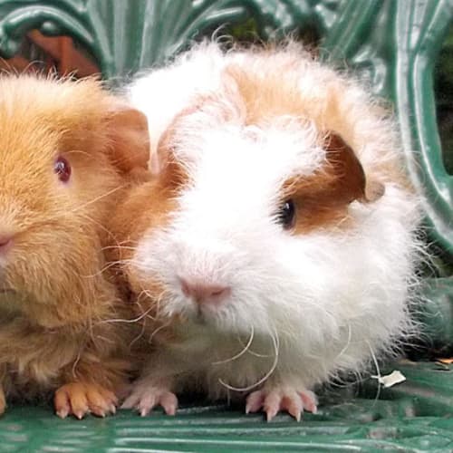 No photo for Sugarsnap And Pippa!