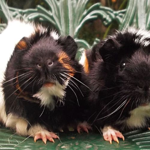 No photo for Katie And Keira (Avail Together Or With Kahlua To)