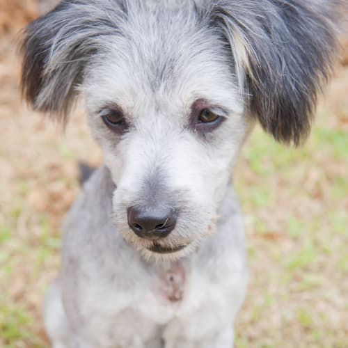 No photo for Oscar Id12510. Sweet Little Poodle X