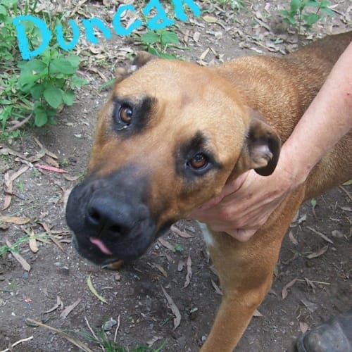 No photo for Duncan (On Trial 30/6/13)