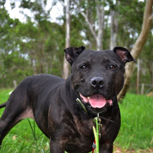 No photo for Pepper (Expressions Of Interest Being Taken)